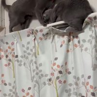 体をかがめる猫
