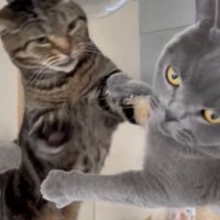 アメショの攻撃を止めながら飼い主を見るブリショ