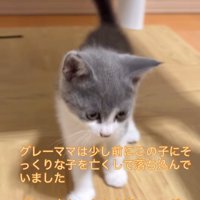 立っている子猫