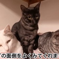3匹の猫