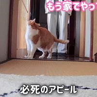 必死のアピール