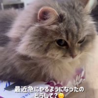 ティッシュ箱の上に乗る猫