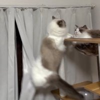 タワーから落ちそうな猫とタワーにいる猫1
