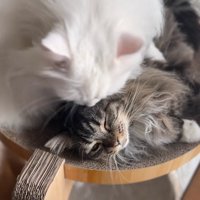 キジトラ猫をなめる白猫