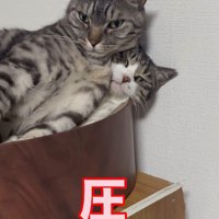 猫用ベッドの中の2匹の猫