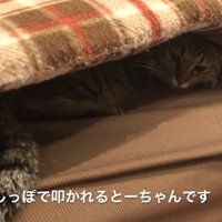 ソファの座布団の下に潜り込んでいる猫