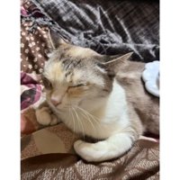 目を閉じている猫