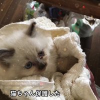 保護されたばかりの子猫