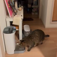 自動給餌器に到着