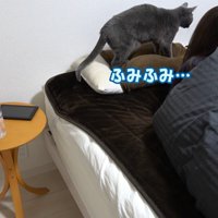 枕をふみふみしている猫