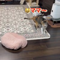 飼い主に呼びかける三毛猫