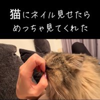 爪に顔を押し付ける猫
