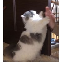 女性と猫