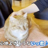 心地よさそうないっ君