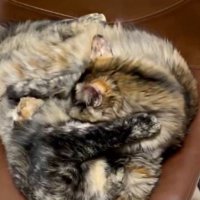 下にいる長毛のサビ猫を毛繕いするサビ猫