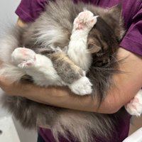丸まりながら手足を出している猫