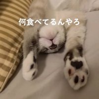 幸せそうにねるねこ
