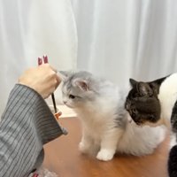 机の上にいる2匹の猫