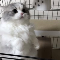 飼い主を見て鳴き声をあげる猫