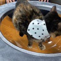 ボウルに入った子猫