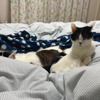 布団の上にいる2匹の猫