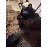 室内にいる猫