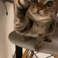 机の下で椅子に座って猫パンチしている猫