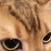 ドアップの猫の写真