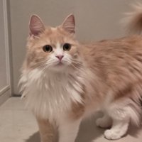 クリーム＆ホワイトの毛柄の猫