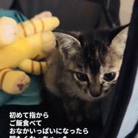 ウトウトする子猫