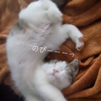 伸びをしている子猫