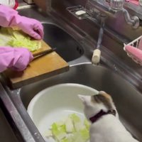 調理中のおばあちゃんと猫