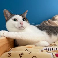 抱えられている猫