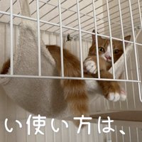 正しいハンモックの使い方1