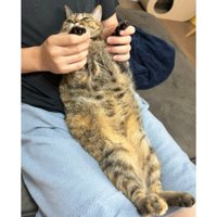 抱かれている猫