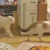 キッチンから出てくる猫たち
