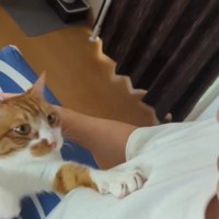 飼い主に手を伸ばす猫
