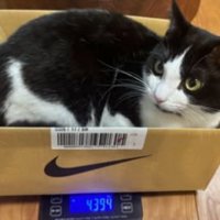 箱に入る猫