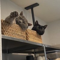 かごの中にいる2匹の猫