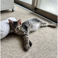 室内にいる猫