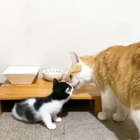 顔のにおいをかぎ合う子猫と成猫