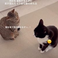 首を傾けるキジ猫と黒白猫