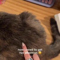 猫を指でつつく