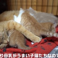 母猫の母乳を飲む子猫たち