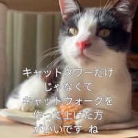 キャットタワーで遊ぶ猫