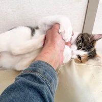 投稿者さんの左手と子猫
