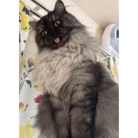 毛繕いしている猫