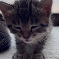 瞼が閉じてきた子猫