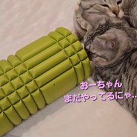 毛づくろいをしている2匹の猫