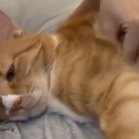 飼い主に甘える猫